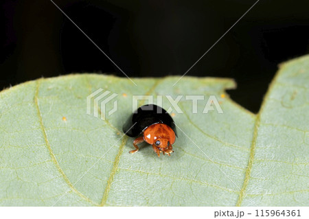 ムネアカオオクロテントウ ムネアカオオクロテントウ 115964361