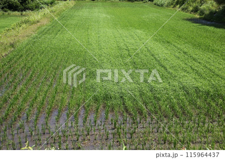 雑草の被害を受けた田植え後間もない水田 115964437