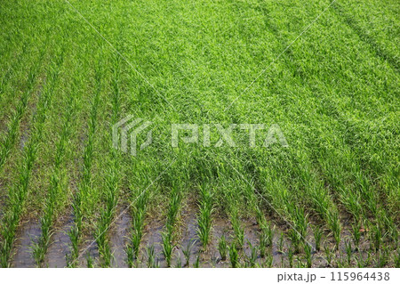 雑草の被害を受けた田植え後間もない水田 雑草の被害を受けた田植え後間もない水田 115964438