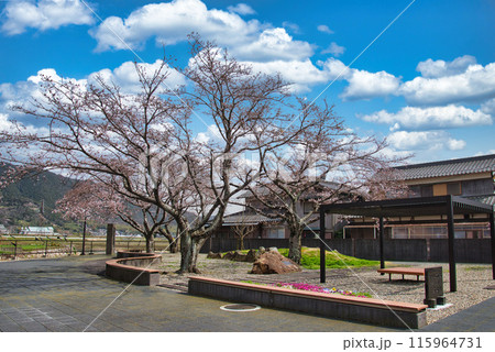春の青空と満開の桜「安土セミナリヨ公園」 115964731