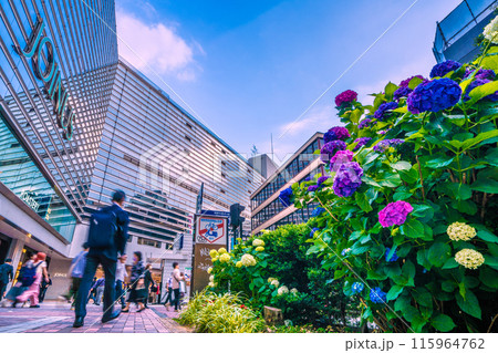 日本の横浜都市景観 横浜駅前のアジサイ。ビジネスマンの姿も…奥に地下鉄横浜駅出入口や相鉄横浜駅＝3日 115964762