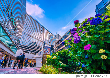 日本の横浜都市景観 横浜駅前のアジサイ。ビジネスマンの姿も…奥に地下鉄横浜駅出入口や相鉄横浜駅＝3日 115964763