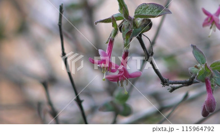 ナツグミの花 115964792