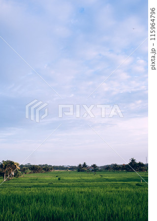 インドネシアのバリ島で観た田園風景 115964796