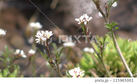 タネツケバナ 115965001