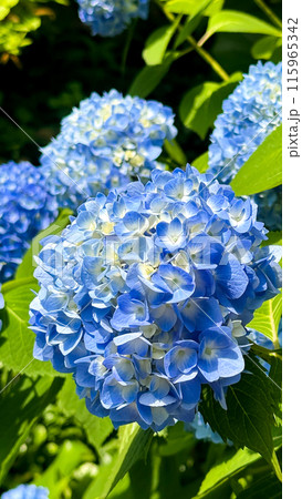 hydrangea flower in the garden 115965342