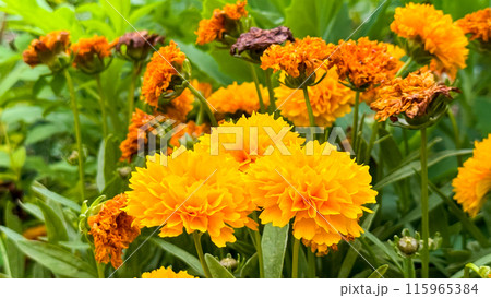 yellow marigolds in the garden 115965384
