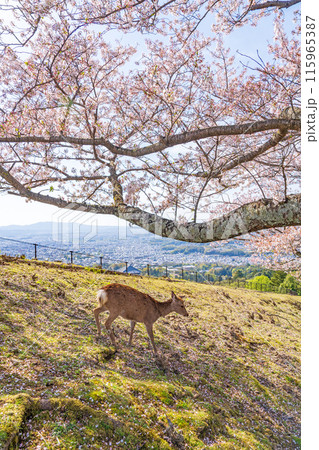 【春】奈良公園 若草山の鹿【桜】 【春】奈良公園 若草山の鹿【桜】 115965387
