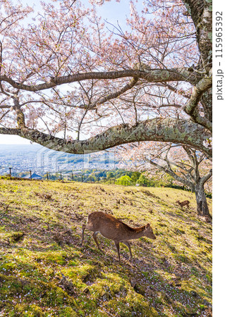 【春】奈良公園 若草山の鹿【桜】 【春】奈良公園 若草山の鹿【桜】 115965392