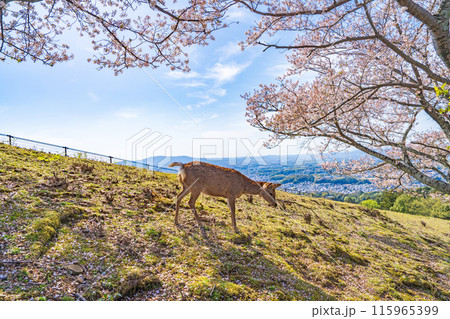 【春】奈良公園　若草山の鹿【桜】 115965399