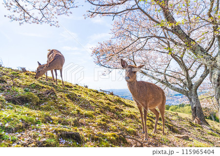 【春】奈良公園　若草山の鹿【桜】 115965404