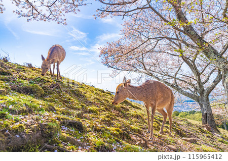 【春】奈良公園　若草山の鹿【桜】 115965412