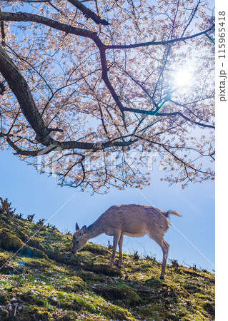 【春】奈良公園 若草山の鹿【桜】 【春】奈良公園 若草山の鹿【桜】 115965418