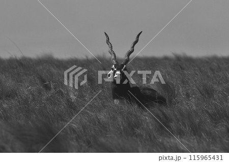 Male Blackbuck Antelope in Pampas plain environment, La Pampa province, Argentina 115965431