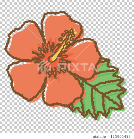 紅芙蓉手繪插畫 紅芙蓉手繪插畫 115965455