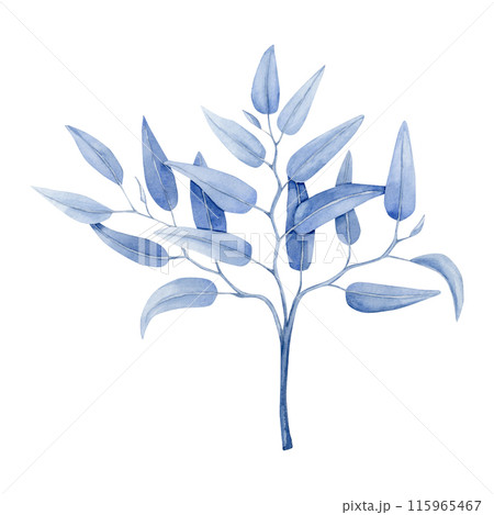 Blue eucalyptus smilax branch on a white background.  115965467