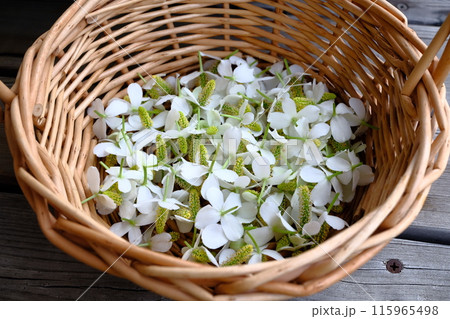 ドクダミの花 115965498