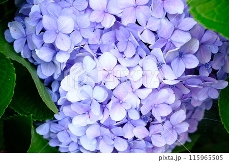 アジサイ 115965505