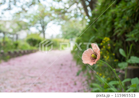 桜のじゅたん 115965513