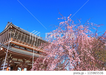 愛知県名古屋市、東別院山門と桜の風景 115965536