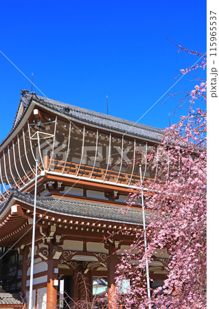 愛知県名古屋市、東別院山門と桜の風景 愛知県名古屋市、東別院山門と桜の風景 115965537