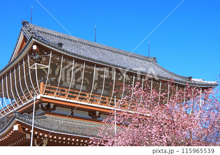 愛知県名古屋市、東別院山門と桜の風景 115965539
