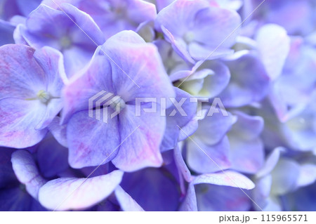 アジサイ 115965571