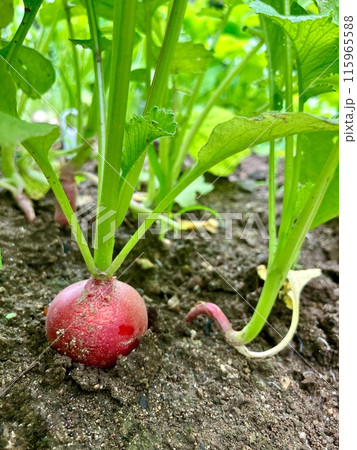 収穫間近のラディッシュ 115965588