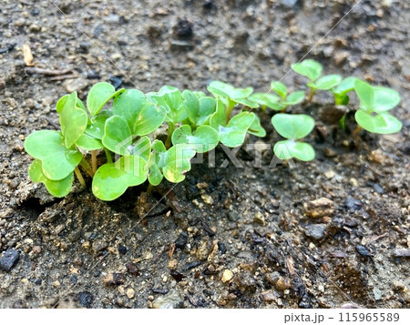 発芽したばかりの双葉 115965589