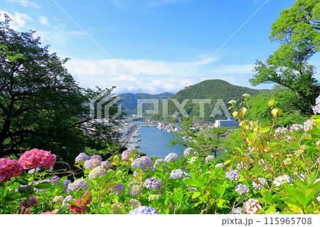 (静岡県)アジサイ咲く、下田公園・眼下に下田の街並み (静岡県)アジサイ咲く、下田公園・眼下に下田の街並み 115965708