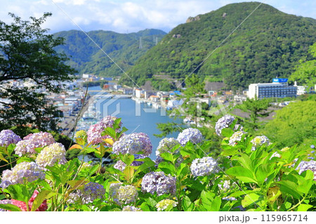 (静岡県)アジサイ咲く、下田公園・眼下に下田の街並み (静岡県)アジサイ咲く、下田公園・眼下に下田の街並み 115965714