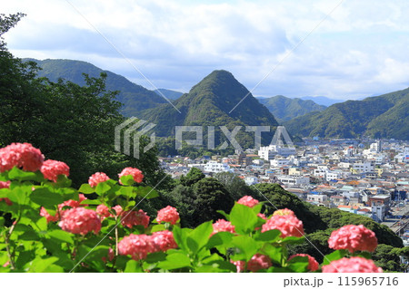(静岡県)アジサイ咲く、下田公園・眼下に下田の街並み (静岡県)アジサイ咲く、下田公園・眼下に下田の街並み 115965716
