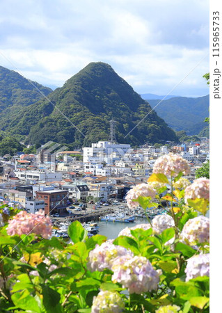 (静岡県)アジサイ咲く、下田公園・眼下に下田の街並み (静岡県)アジサイ咲く、下田公園・眼下に下田の街並み 115965733