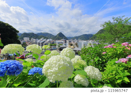 （静岡県）アジサイ咲く、下田公園・眼下に下田の街並み 115965747