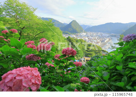 (静岡県)アジサイ咲く、下田公園・眼下に下田の街並み (静岡県)アジサイ咲く、下田公園・眼下に下田の街並み 115965748