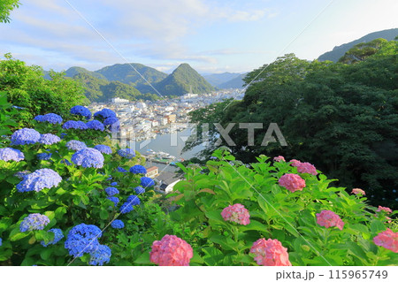 (静岡県)アジサイ咲く、下田公園・眼下に下田の街並み (静岡県)アジサイ咲く、下田公園・眼下に下田の街並み 115965749