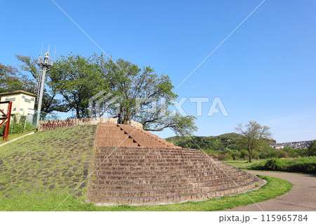 京都・背割堤 115965784