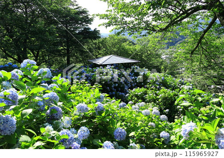 【静岡県】下田市・下田公園のアジサイ 115965927