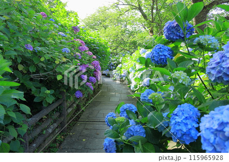 【静岡県】下田市・下田公園のアジサイ 【静岡県】下田市・下田公園のアジサイ 115965928