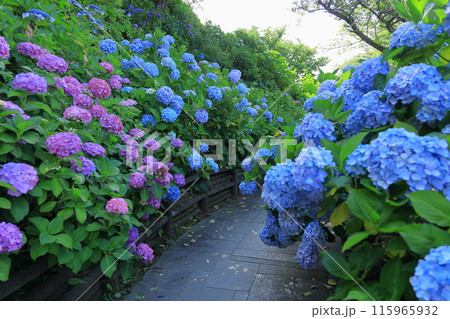 【静岡県】下田市・下田公園のアジサイ 115965932
