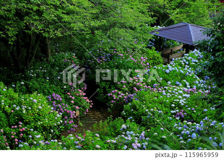 【静岡県】下田市・下田公園のアジサイ 115965959