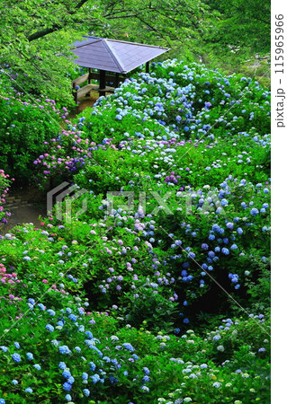 【静岡県】下田市・下田公園のアジサイ 115965966