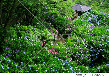 【静岡県】下田市・下田公園のアジサイ 115965972