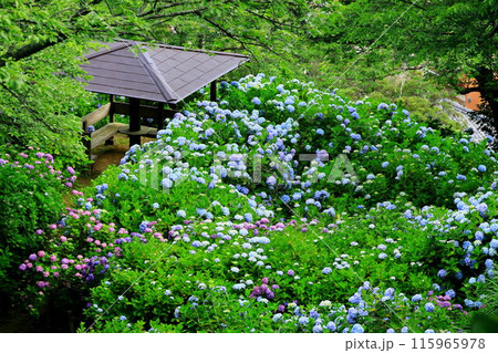 【静岡県】下田市・下田公園のアジサイ 【静岡県】下田市・下田公園のアジサイ 115965978