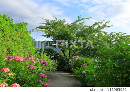 【静岡県】下田市・下田公園のアジサイ 【静岡県】下田市・下田公園のアジサイ 115965983