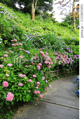 【静岡県】下田市・下田公園のアジサイ 115965991