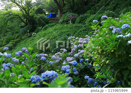 【静岡県】下田市・下田公園のアジサイ 115965994