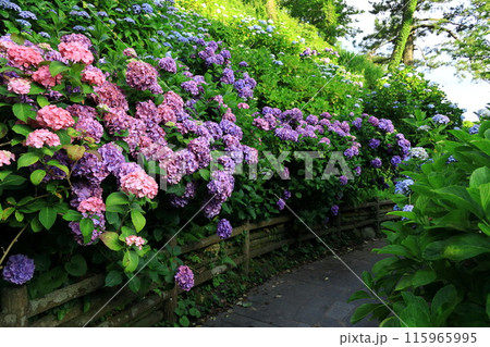 【静岡県】下田市・下田公園のアジサイ 【静岡県】下田市・下田公園のアジサイ 115965995