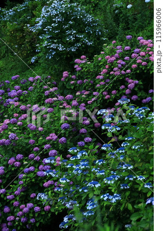 【静岡県】下田市・下田公園のアジサイ 【静岡県】下田市・下田公園のアジサイ 115966006