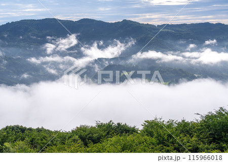 《埼玉県》秩父の大雲海・朝霧 《埼玉県》秩父の大雲海・朝霧 115966018